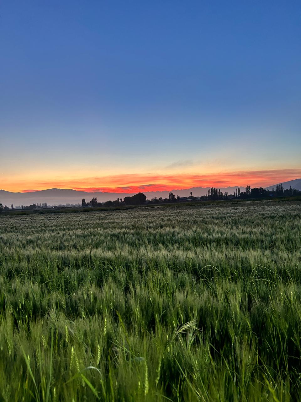 Campo Chileno